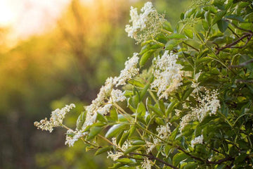 2 American Elderberry Shrubs/Bushes - Started Root Plants - Sambucus canadensis