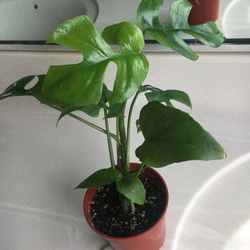 Mini Monstera Ginny Plant, Philodendron Piccolo, Mini Split Leaf - Live - 4