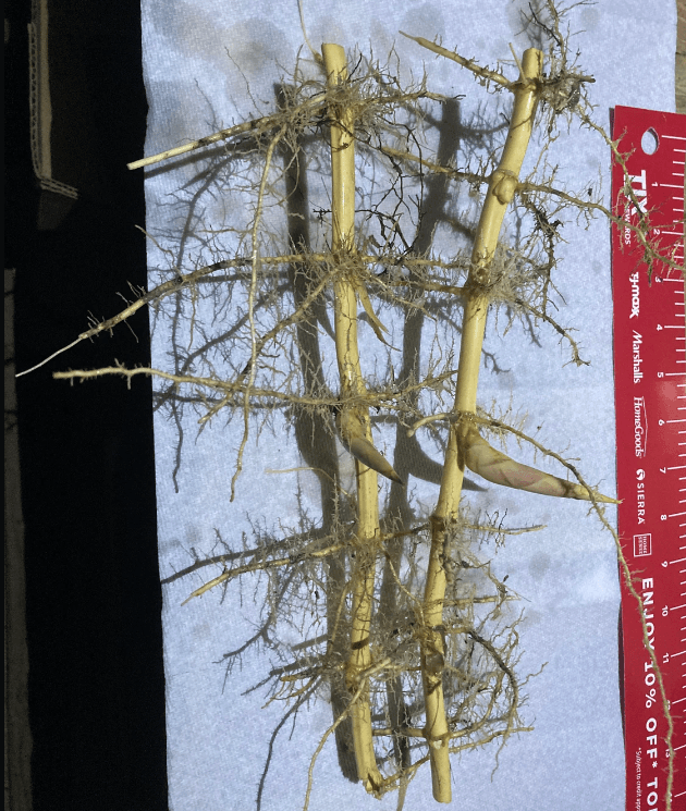 Red Margin Bamboo - 6-10" Tall Hardy Timber Rhizome - Phyllostachys rubromarginata - The Nursery Center