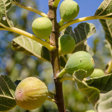 10+ White Texas Everbearing Fig Trees - 5-8