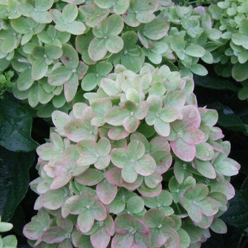 2 Little Lime Panicle Hardy Hydrangea Shrubs - 6-10