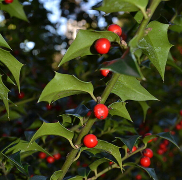 Dragon Lady Holly Shrub/Bush/Tree – 6-12