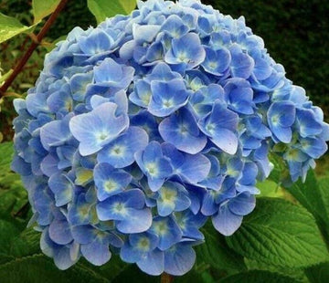 (5) Nikko Blue Mophead Hydrangea Shrubs - Live Bareroot Plants - 6-12