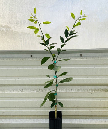 Clementine/Algerian Mandarin Tree - Semi-Dwarf - 18-36