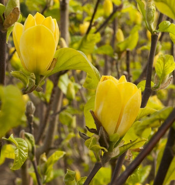 Yellow Bird Magnolia Tree/Shrub - 6-12