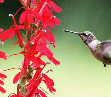 5 Red Cardinal Flower Roots/Root Systems - (Lobelia cardinalis)