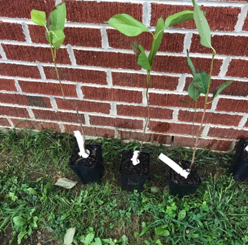 2 Blackhaw Viburnum Shrubs/Trees - Live Potted Plants - 6-12