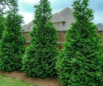 75 Thuja Green Giant Arborvitae Trees/Shrubs, 6-12