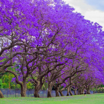 Jacaranda Tree - 3-6