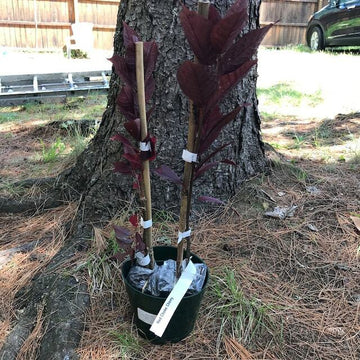 Canada Red Choke Cherry Tree - 8-14