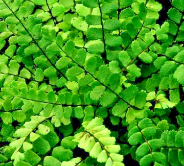 10 Maidenhair Spleenwort Fern Rhizomes/Roots, Live Plants, Asplenium trichomanes