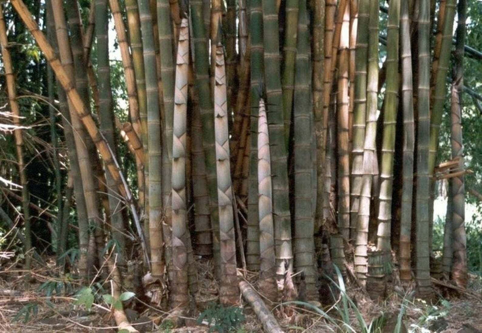 Backyard X-Scapes 96-Inches x 36-Inches Natural Wood Bamboo