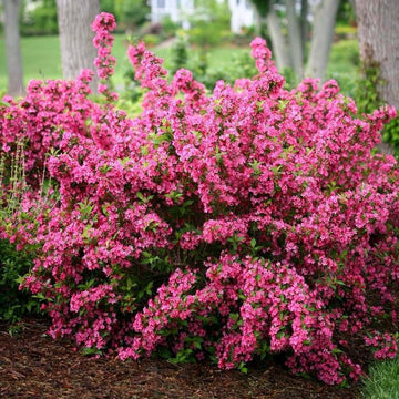 2 Pink Weigela Shrubs/Bushes - 6-12