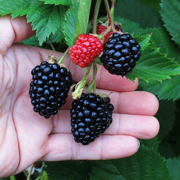 5 Triple Crown Blackberry Bushes/Shrubs - Live Berry Plants - Ships Bareroot