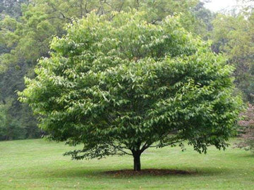 American Hornbeam Tree - 6-18