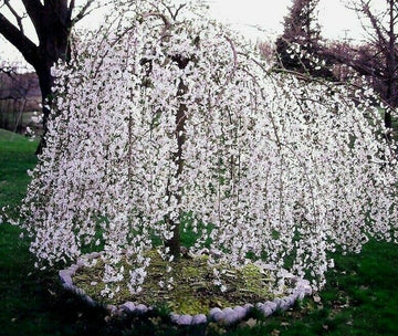 Weeping Cherry Tree - 6-12