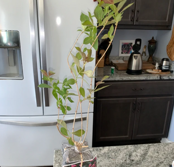 2 Pink Weigela Shrubs/Bushes - 6-12