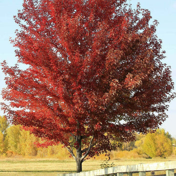 Sun Valley Red Maple Tree - 8-14