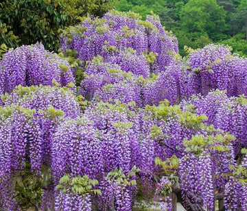 Chinese Wisteria Vine - 9-12