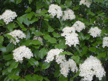 Blackhaw Viburnum Shrub/Tree - 6-12