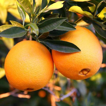 Robertson Navel Orange Tree - Semi-Dwarf - 18-36