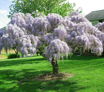 Purple Wisteria Tree/Vine - 6-12