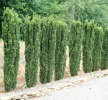 100 Sky Pencil Holly Shrubs/Trees/Hedges - 3-6