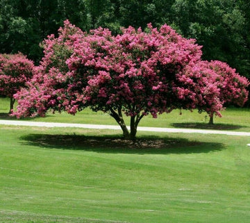 2 Mixed Crape Myrtle Shrubs/Trees,18-24