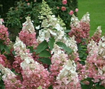 2 Pinky Winky Hydrangea Shrubs/Bushes - Live Plants - 6-12