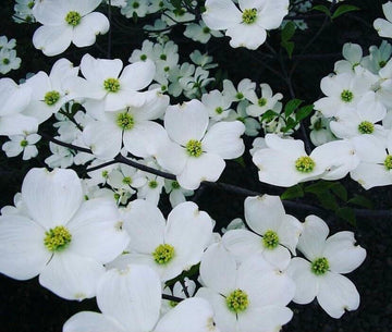 2 White Flowering Dogwood Trees - 24-36