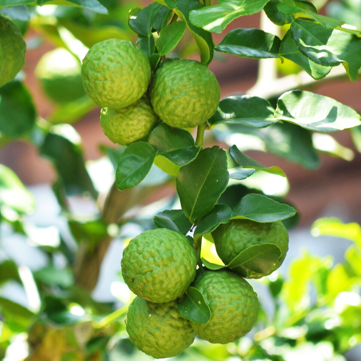 Kaffir Lime Tree (Thai/Makrut Lime) - Semi-Dwarf - 18-36