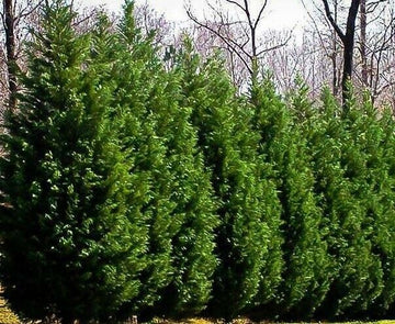 Leyland Cypress Tree - Live Plant - 6-12