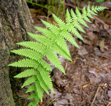 10 Hay Scented Fern Clumps of 10-12 Rhizomes - Dennstaedtia punctilobula