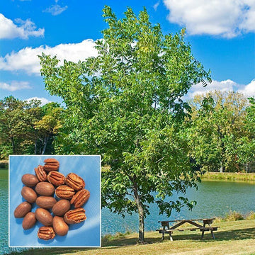 2 Hardy Pecan Trees - 18-24