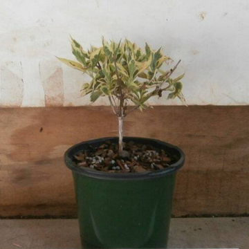 2 Variegated Weigela Bushes/Shrubs - 6-12