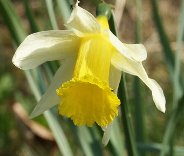 50 Wild Daffodil Bulbs - Lent Lily, Yellow Perennial - Narcissus Pseudonarcissus