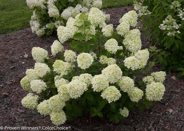 Little Lime Panicle Hardy Hydrangea Shrub/Bush - 6-10