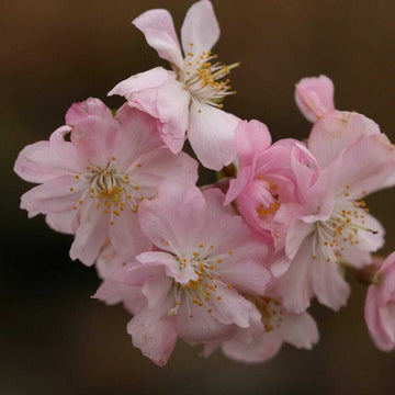 Autumnalis Flowering Cherry Tree - Live Plant - 6-12