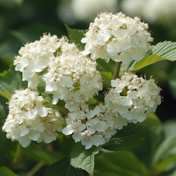 Chicago Lustre Viburnum Shrub - Live Plant - 10-18