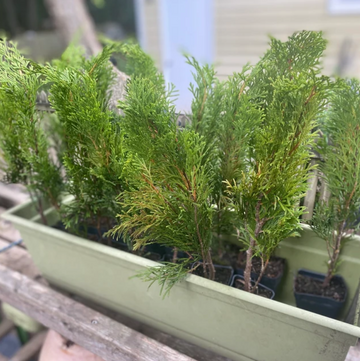 3 Emerald Green Arborvitae Trees/Shrubs - 6-12