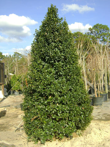 Oak Leaf Red Holly Shrub/Tree - Live Plant - 6-12