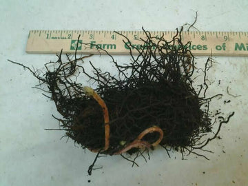 5 Cinnamon Fern Rhizomes / Roots - Perennial Herb Plants - (Osmunda cinnamomea)