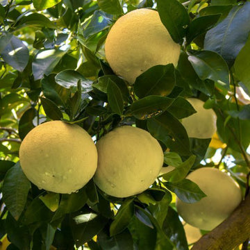 Chandler Pummelo Grapefruit Tree - Semi-Dwarf - 18-36