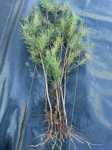 3 Red Pine Trees (Norway Pine) - 12-24