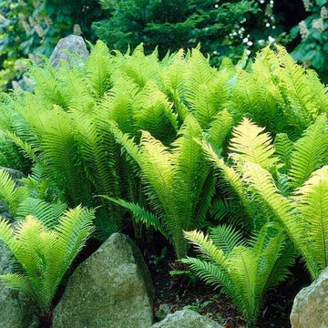 3 Tennessee Ostrich Glade Fern Rhizomes/Root Systems - Matteuccia struthiopteris