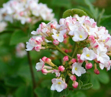 2 Juddi Viburnum Shrubs - Live Potted Plants - 6-12