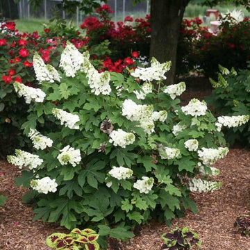 Oakleaf Hydrangea Shrub - 6-10