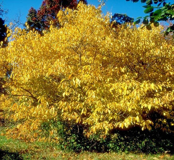 Northern Spicebush Shrub/Bush - 12-18