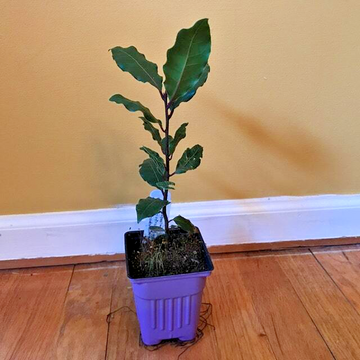 Bay Leaf Tree - 6-10