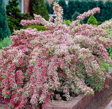 2 Variegated Weigela Bushes/Shrubs - 6-12